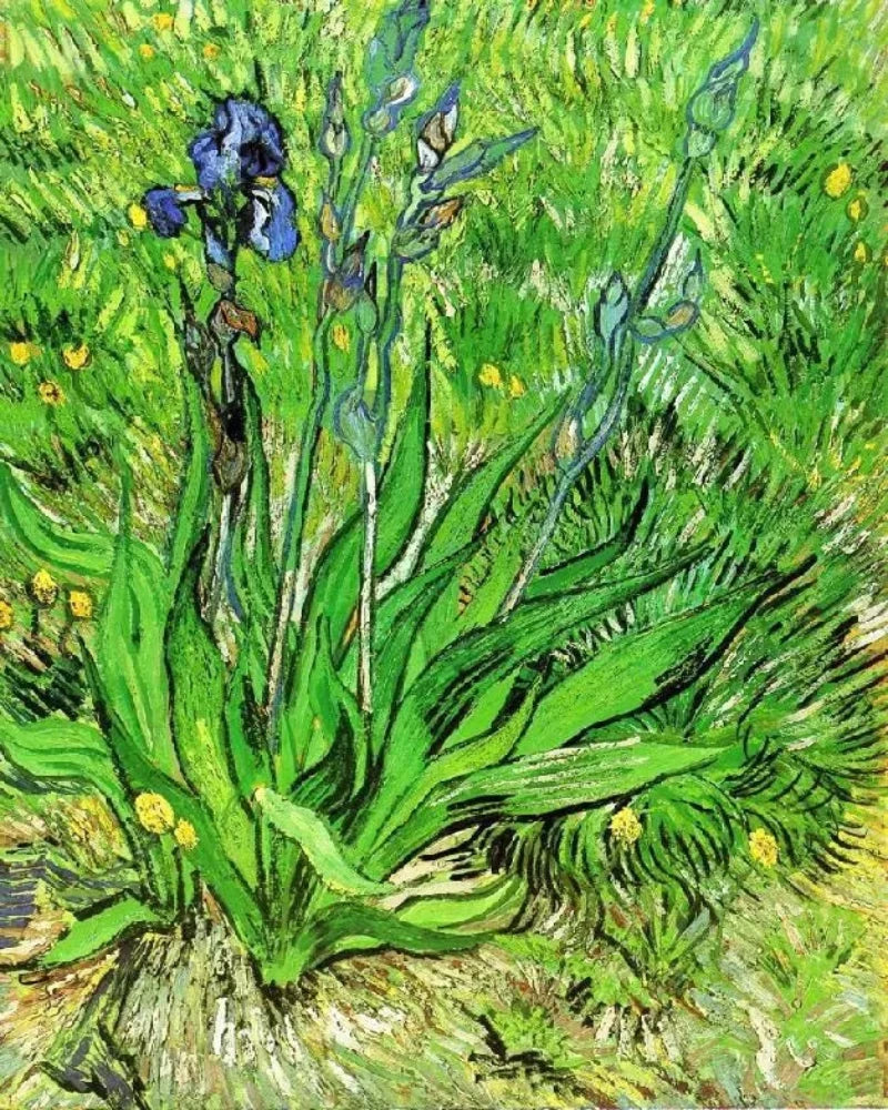 Vincent van Gogh The Iris - Alaya Gallery